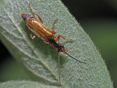 Rhagonycha testacea