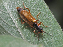 Rhagonycha testacea