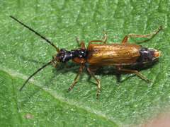 Rhagonycha testacea