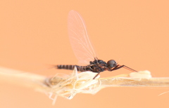 Ephemeroptera