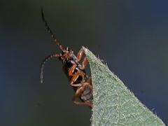 Rhagonycha testacea