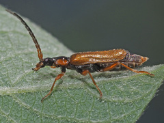 Rhagonycha testacea