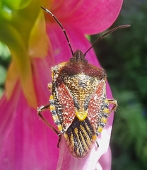 Agonoscelis versicoloratus