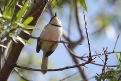 Apalis thoracica