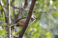 Apalis thoracica