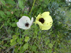 Ranunculus asiaticus