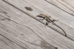 Platysaurus intermedius