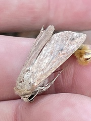 Mythimna convecta