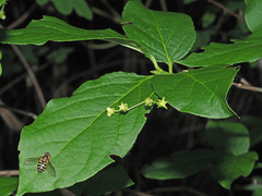 Euonymus latifolius
