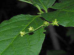 Euonymus latifolius