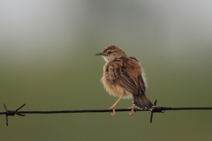 Cisticola