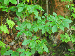 Euonymus latifolius