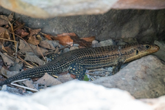 Broadleysaurus major