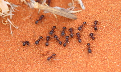 Tetramorium solidum