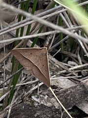 Epidesmia hypenaria
