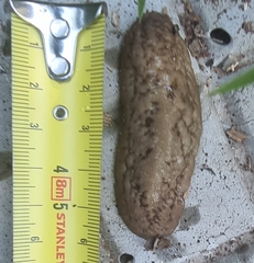 Laevicaulis natalensis