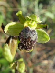 Ophrys fusca