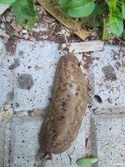 Laevicaulis natalensis