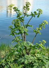 Smyrnium olusatrum