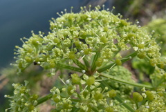 Smyrnium olusatrum