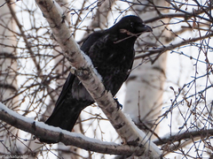 Corvus cornix × corone