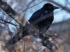 Corvus cornix × corone