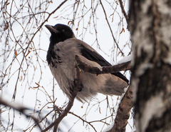 Corvus cornix