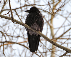 Corvus cornix × corone