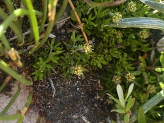 Actinotus moorei