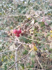 Rubus ulmifolius
