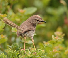 Prinia maculosa maculosa