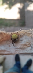 Araneus lathyrinus