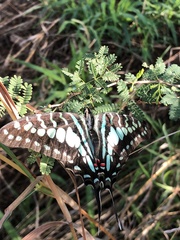 Graphium antheus