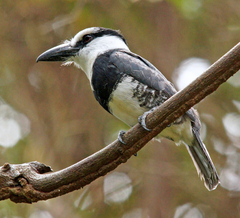 Notharchus hyperrhynchus