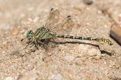 Ceratogomphus pictus