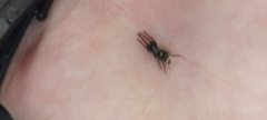 Latonigena auricomis