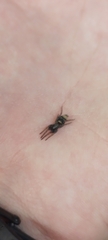 Latonigena auricomis