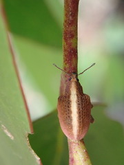 Gonipterus