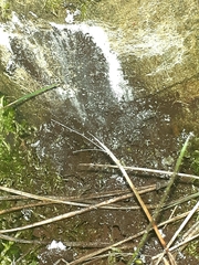 Fuligo septica candida