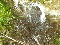 Fuligo septica candida