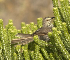 Prinia maculosa maculosa