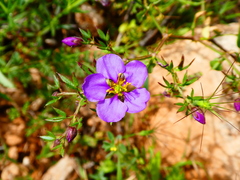 Fagonia cretica