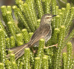 Prinia maculosa maculosa