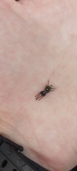 Latonigena auricomis
