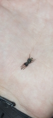Latonigena auricomis