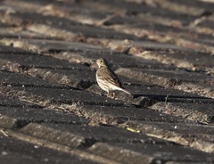 Anthus rubescens japonicus
