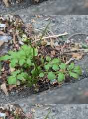 Cardamine flexuosa
