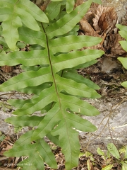 Drynaria roosii