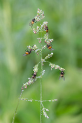 Thricops semicinereus