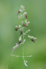 Thricops semicinereus